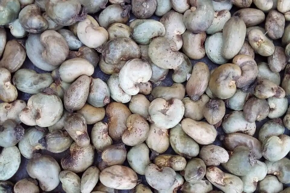 Raw Cashew Nuts